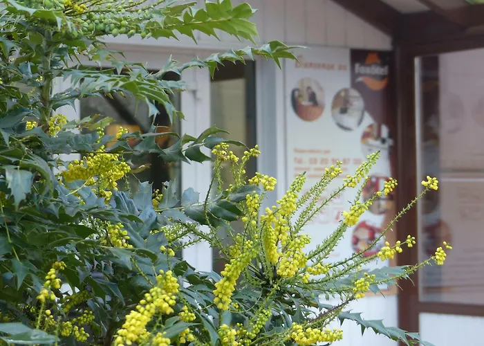 The Originals Access, Moustache,